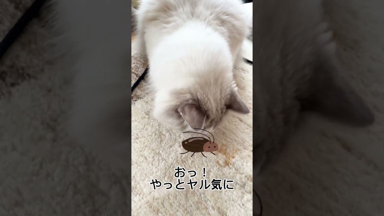 Gと戦わない、猫皇子#shorts #ラグドール