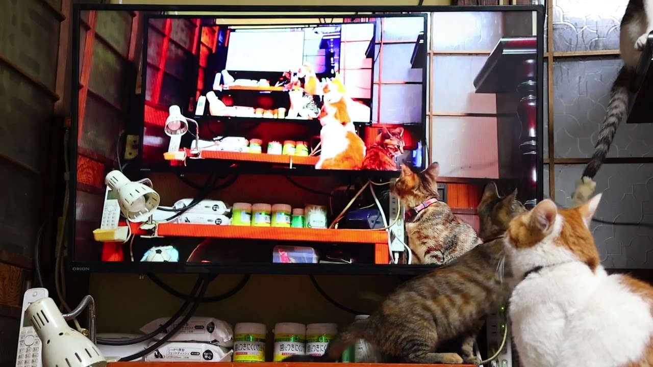 テレビに映る自分をみるちろと子猫たち5 221228