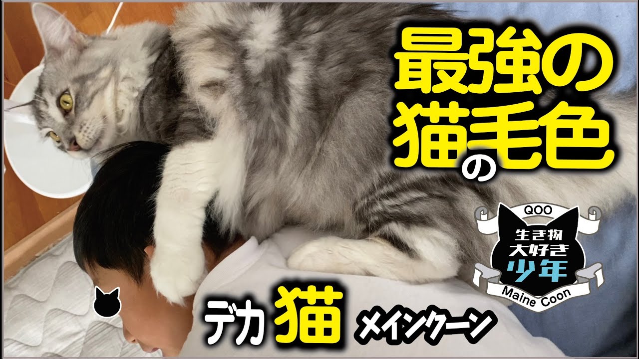 【メインクーン】大型猫の毛色はシルバータビー＆ホワイト。オスの三毛猫は幸福を呼ぶ？