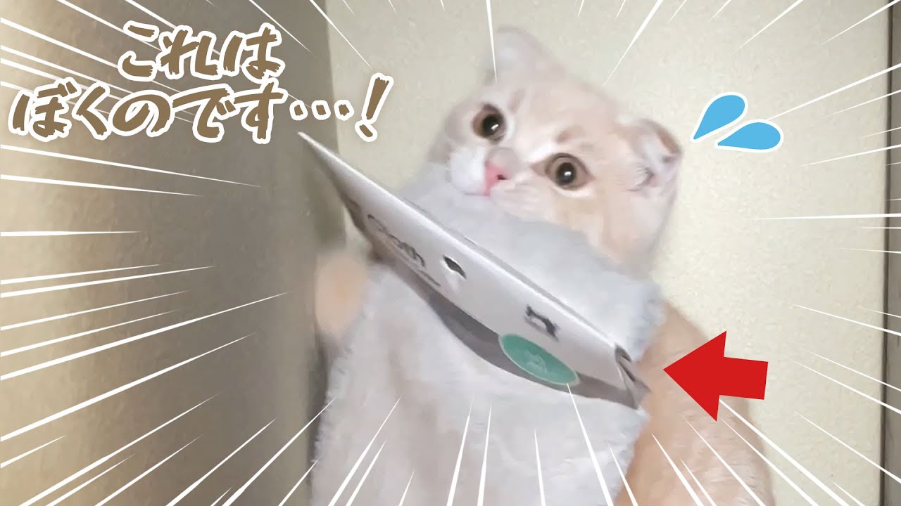 子猫に〇〇を盗まれました…【スコティッシュフォールド】