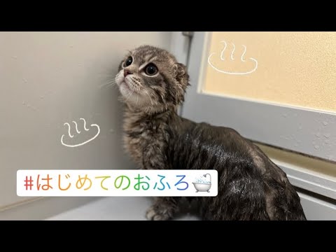 【大暴れ】しゃけくん初めてのお風呂【短足マンチカンのしゃけ】