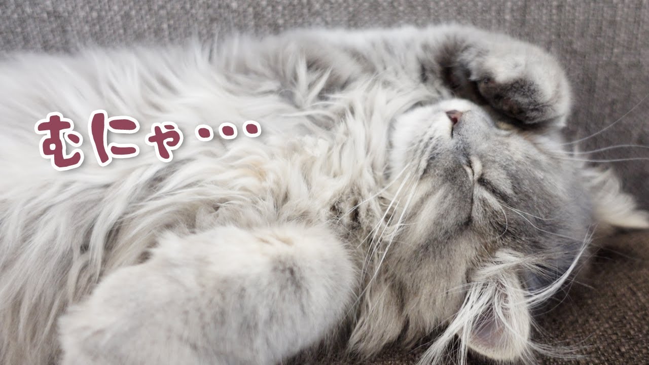【スコティッシュフォールド】グレー長毛種はこんな感じです【ブルータビーの子猫】