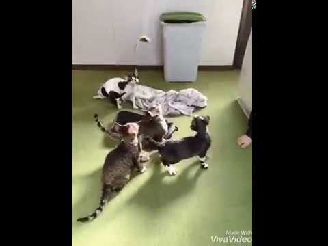 【ニュージーランド生まれのデボンレックスの男の子】