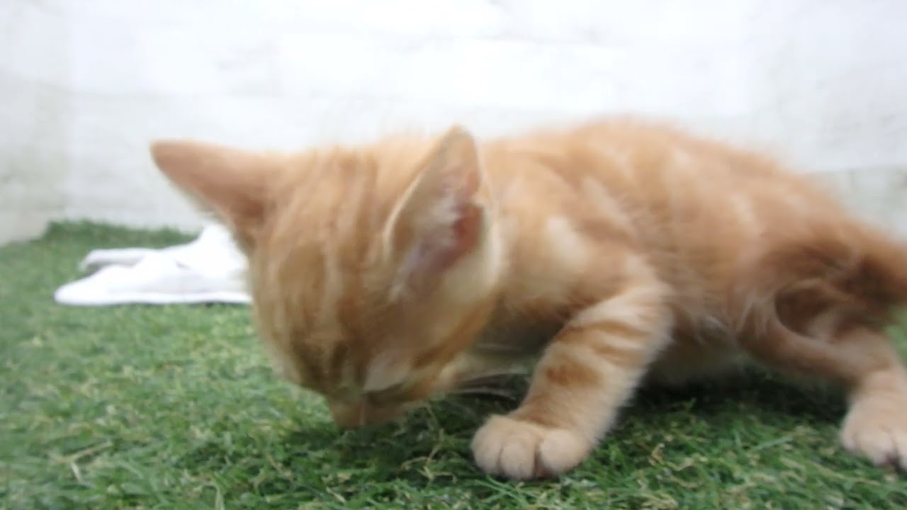 00601129 アメリカンショートヘアー