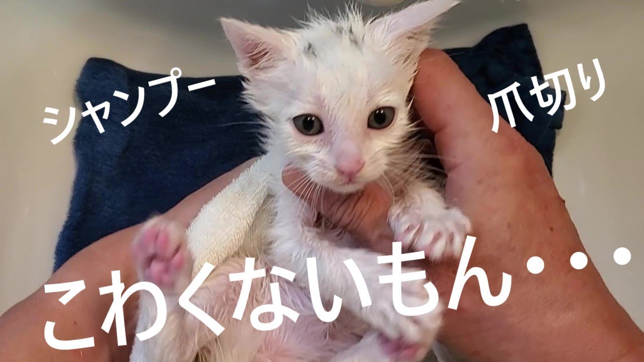 爪切りもシャンプーも怖くないよ！平気だよ！子猫保護から3日目。【2022.10.08(2)】