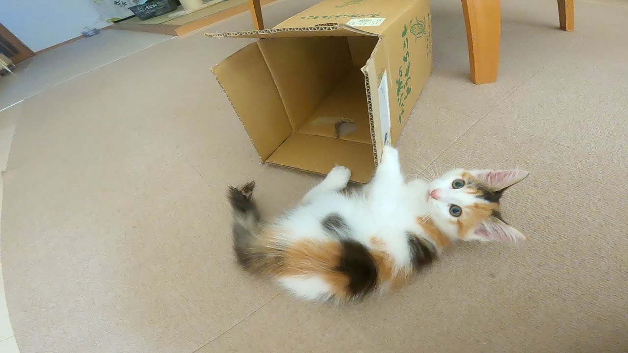 段ボールと戦う子猫の最後の判断【ノルウェージャンフォレストキャット】