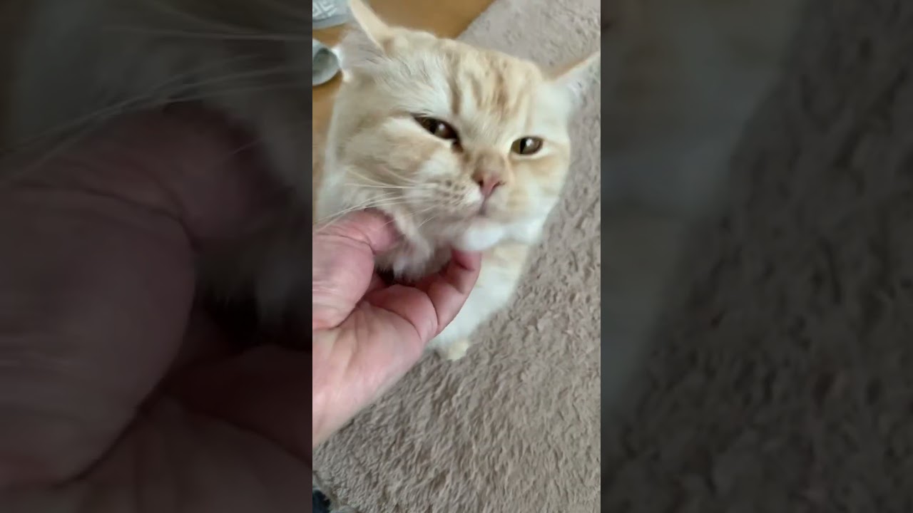 気持ちいいにゃ〜 feel good♪#スコティッシュフォールド #癒し動画 #癒し #猫 #猫動画