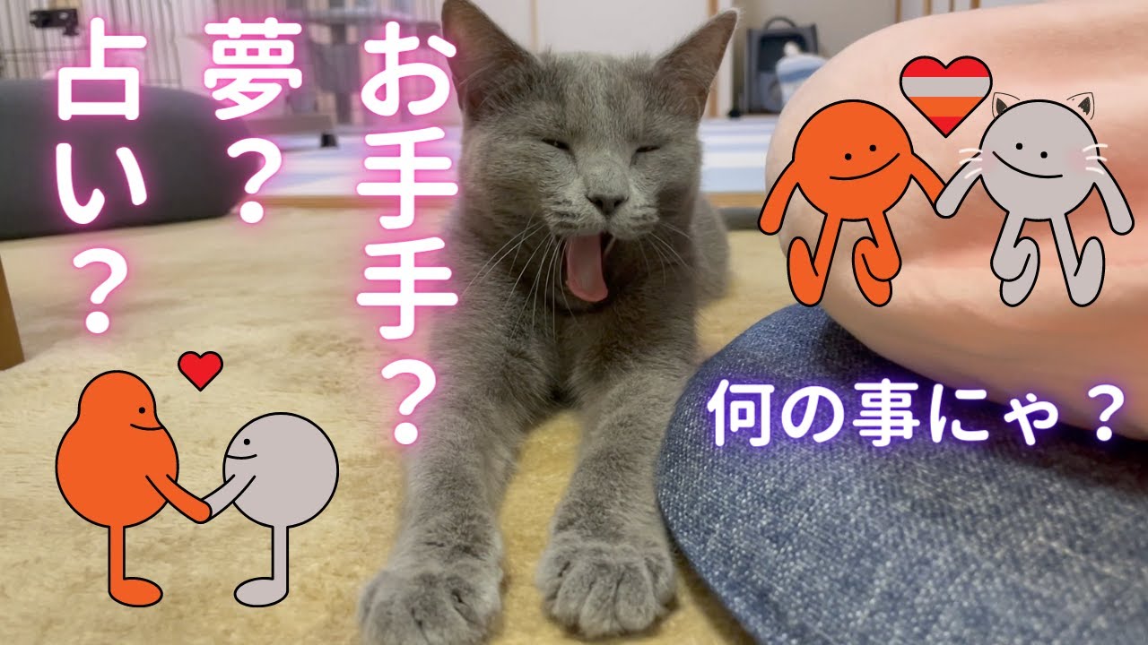 ママをホッコリさせる猫（ロシアンブルー）