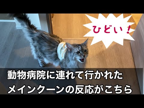 動物病院に連れて行かれた、猫のメインクーンの反応がこちら : メインクーンなつめさん