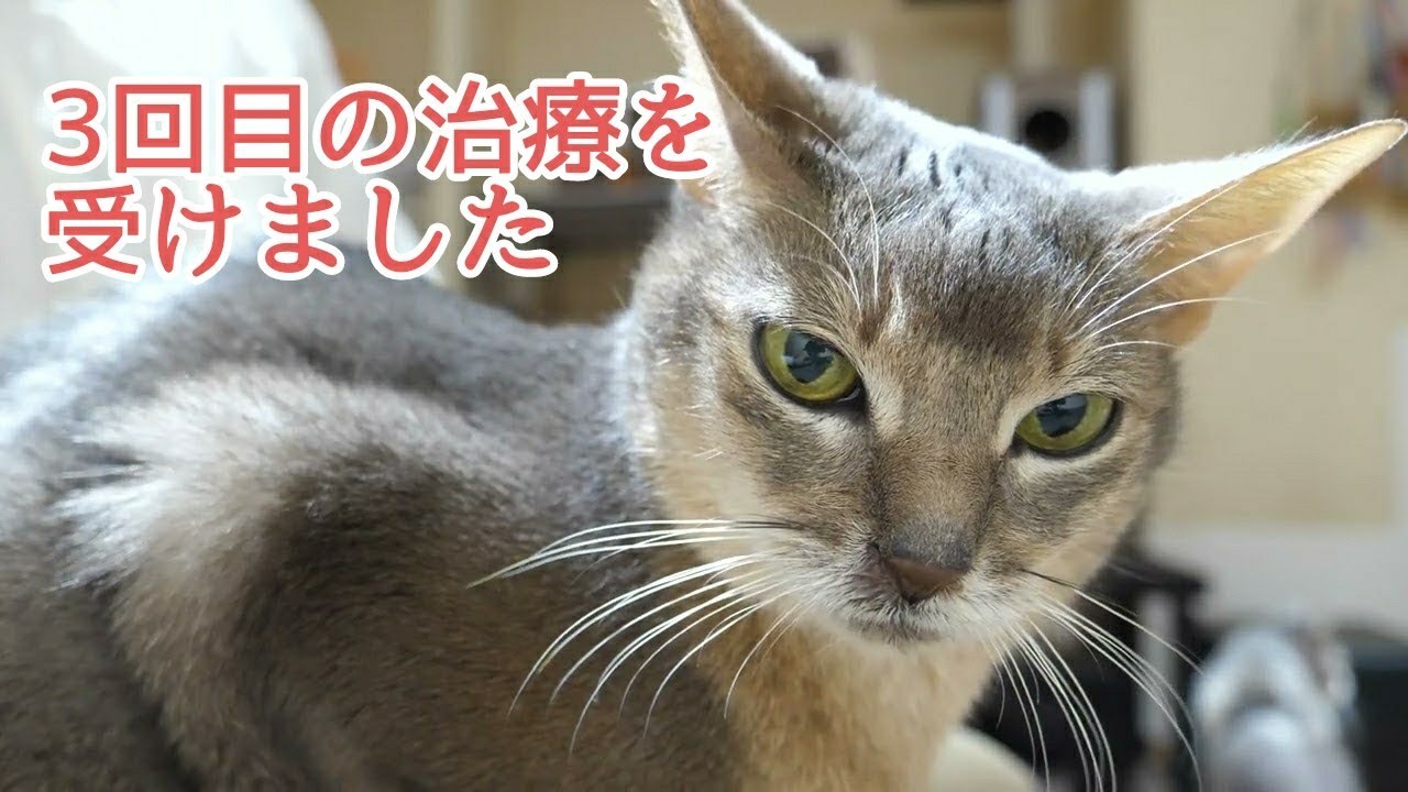 【アビシニアン】アンちゃん元気です