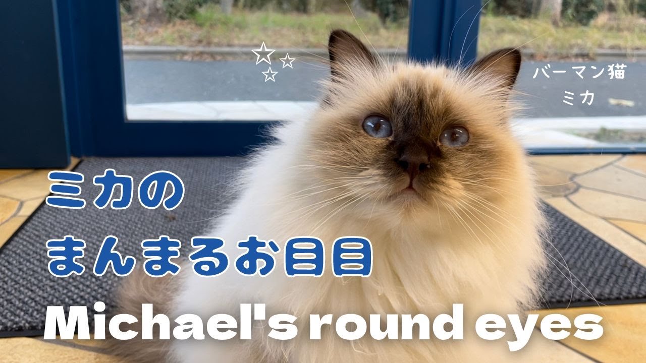 バーマン猫ミカのセルフエステ【ミカのまんまるお目目】Michael's round eyes（バーマン猫）Birman/Cat