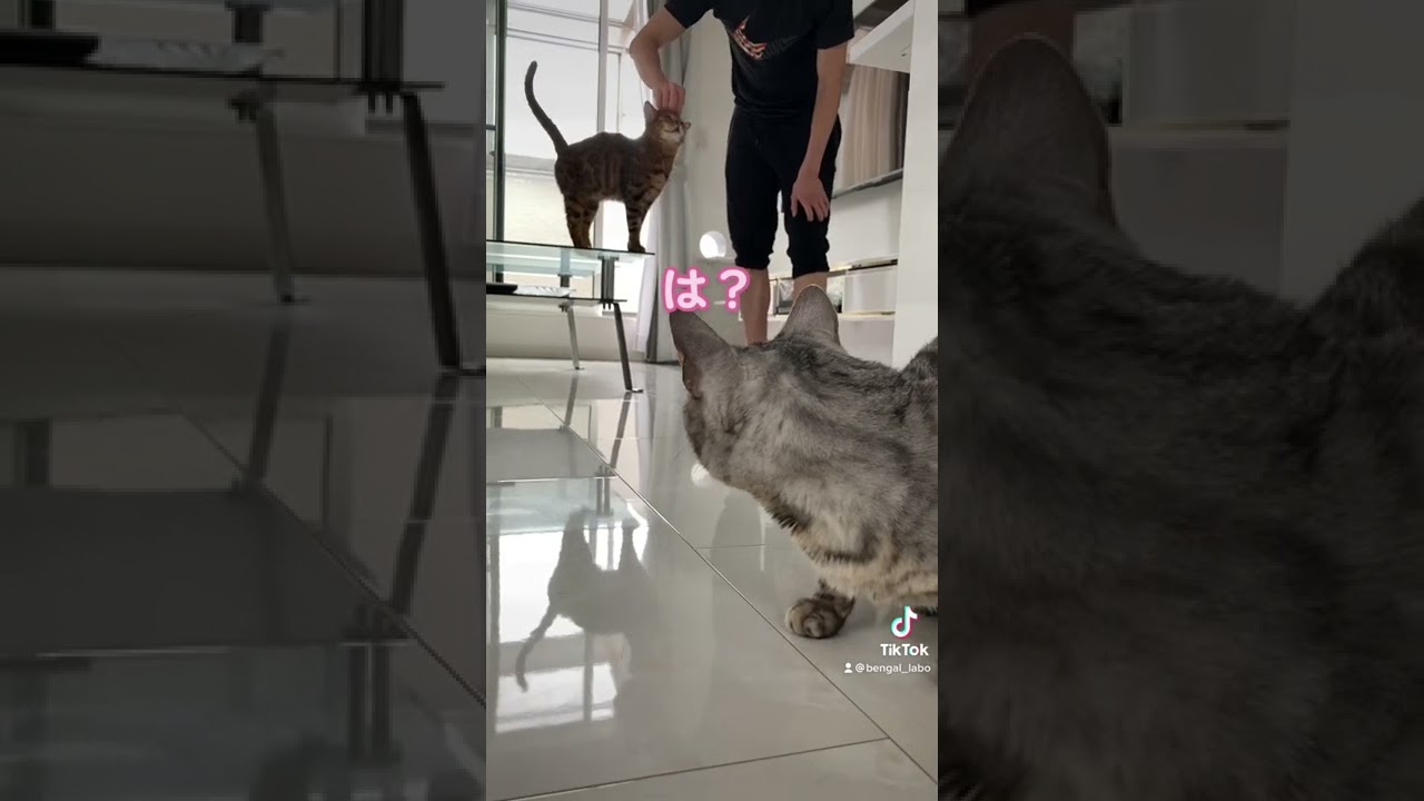 嫉妬で狂っちまいそうだぜ　#shorts #ベンガル猫 #猫の嫉妬 #嫉妬