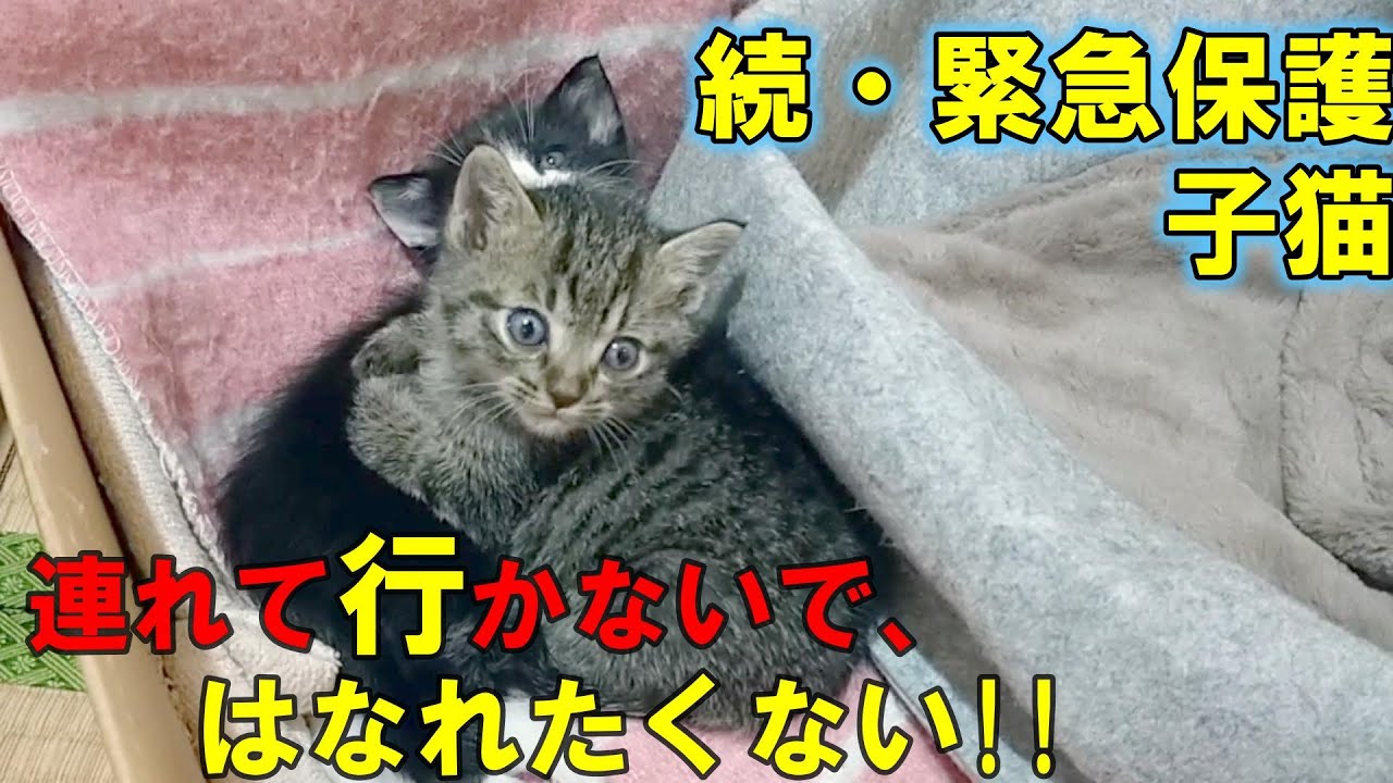 【続・緊急保護子猫】お別れの瞬間まで寄り添っているきょうだい猫がかわいい