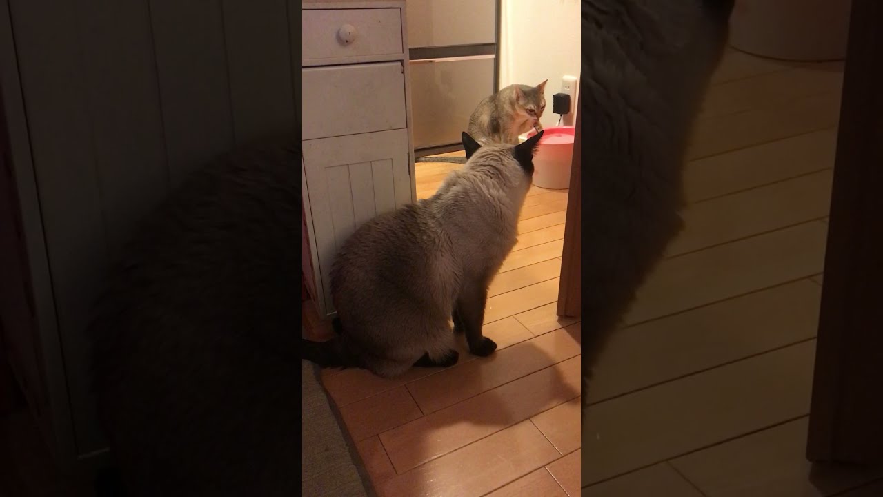 お水を飲んでいるシンガプーラを見物するトンキニーズなのにゃ♪
