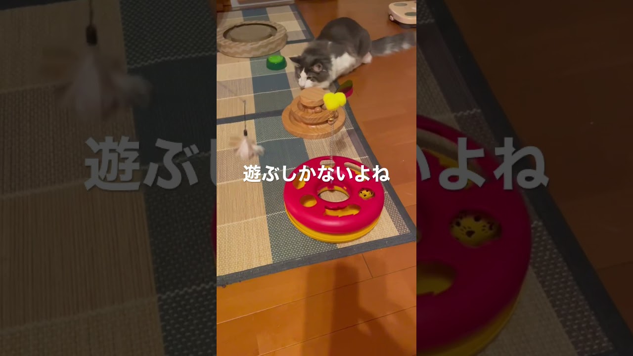 朝の5時前から元気なリキ #ノルウェージャンフォレストキャット #早起きネコ #猫じゃらし