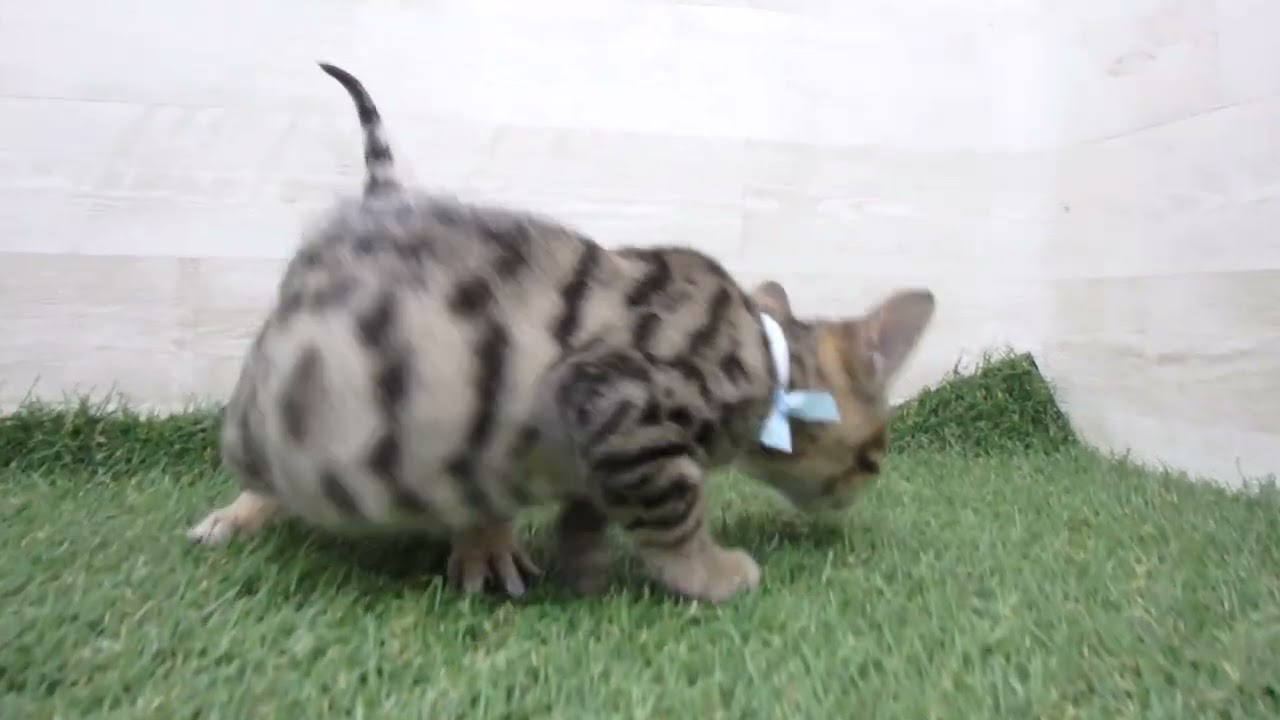 00610595 ベンガル