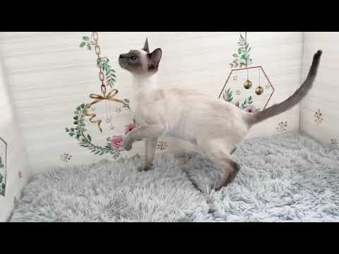 Coo&RIKU　No596131 シャム