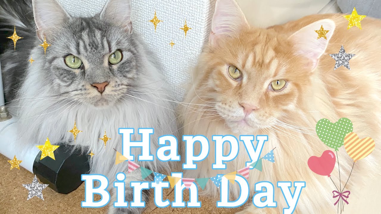 3歳メインクーン兄妹の成長記！3年でこんなに大きく！PV風【大きい猫 メインクーン】