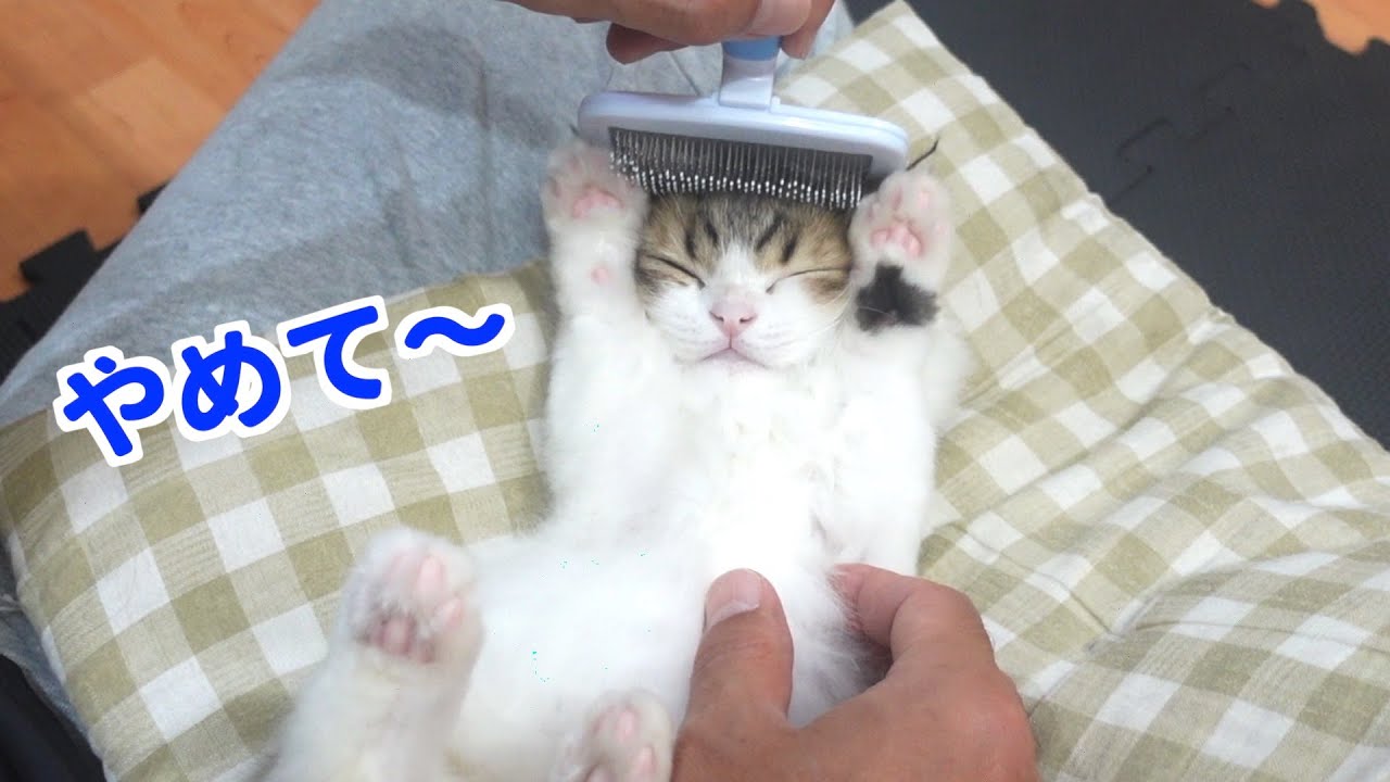 子猫の頭のブラッシングをしようとした時の反応がかわいすぎたwww