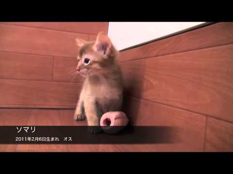 ソマリ 201100206