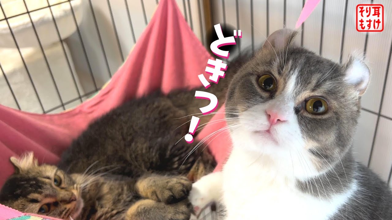 激写！彼女と一緒に寝たくてベッドに侵入した猫が夢を叶えた瞬間