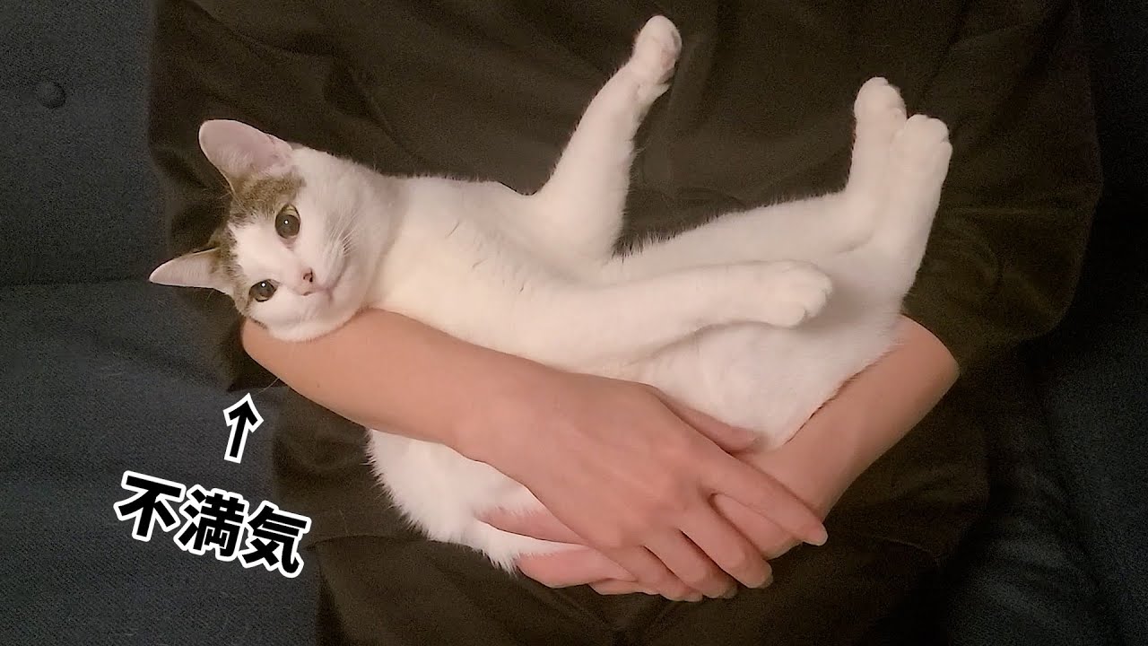 いたずらして捕まった猫、全然飼い主と目を合わせようとしない姿が可愛すぎましたｗ