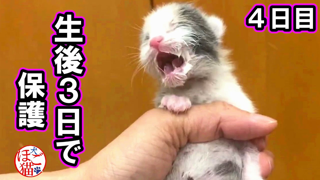 【子猫　保護猫】生後3日の子猫を保護しました　お母さんはどこ？　乳飲み子
