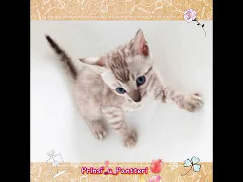 🐈‍⬛Bengal ❄️シールミンクセピア✨ スノーベンガル❄️