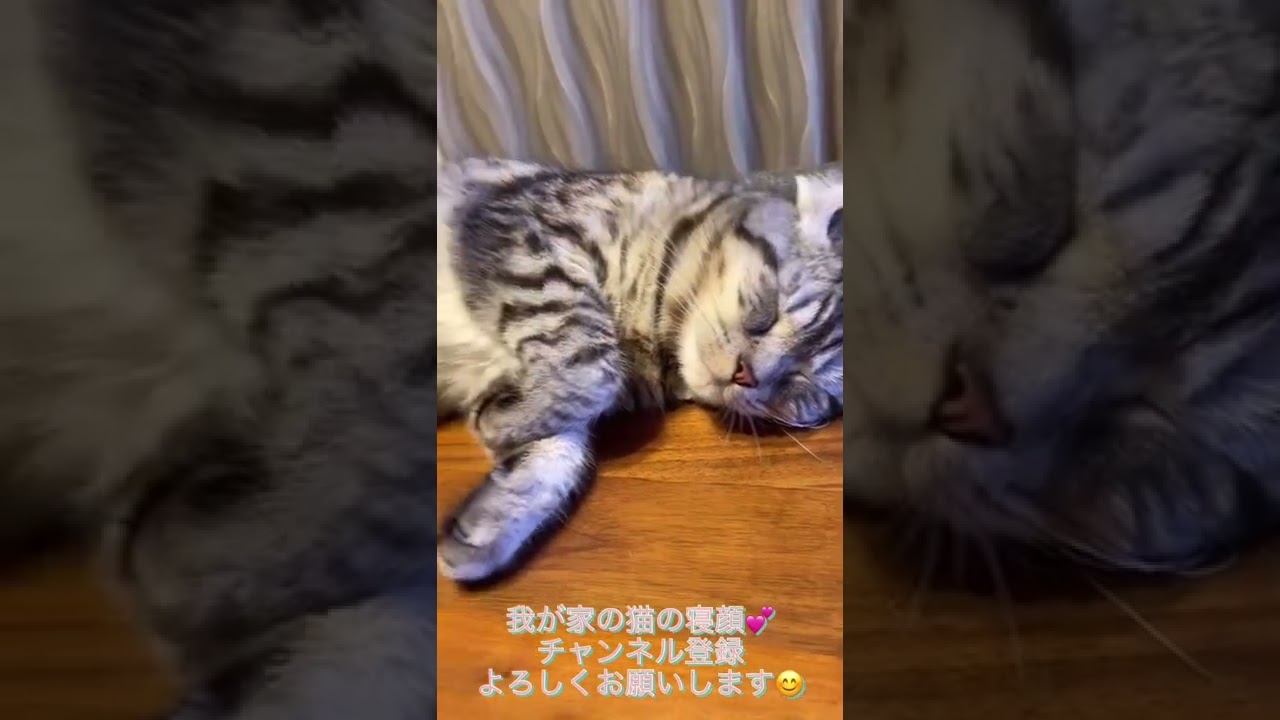 「アメリカンカール⭐︎マンチカン」猫の可愛い寝顔が可愛すぎる😍