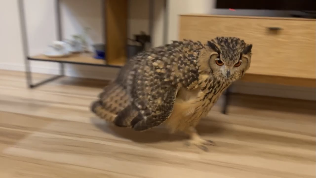 #603 走るフクロウ Running owl 【ベンガルワシミミズク】