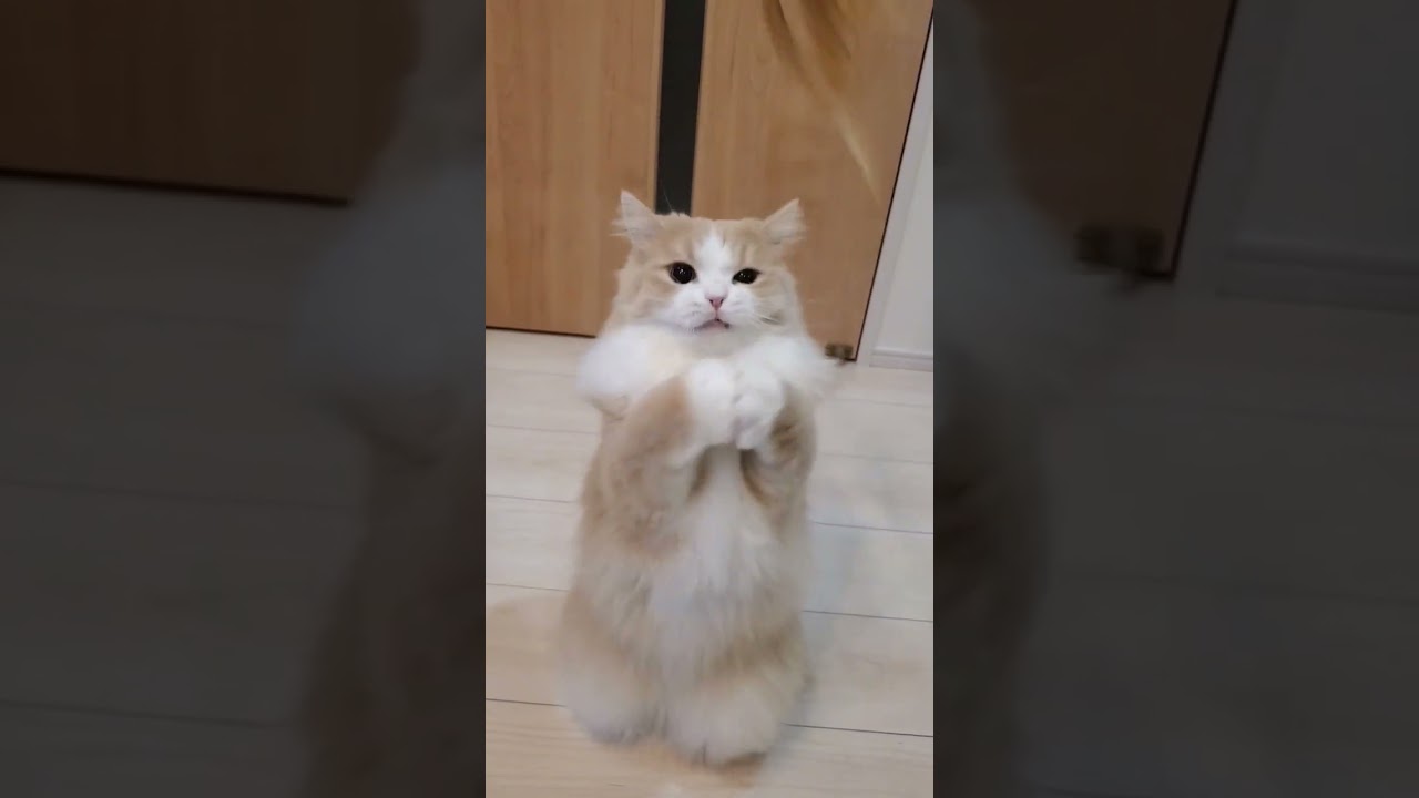 本日の狩りの練習、オモチャハンター　スコティッシュフォールドてお君