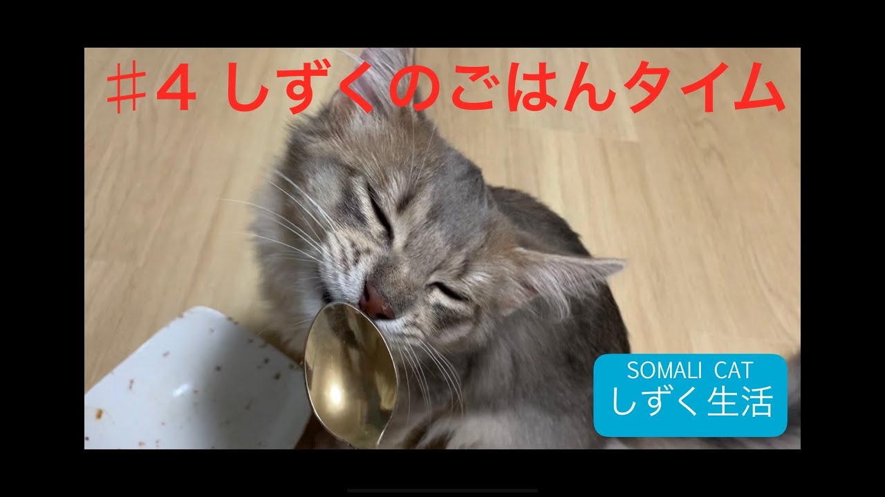 【ソマリ】#4 しずくのごはんタイム【猫】