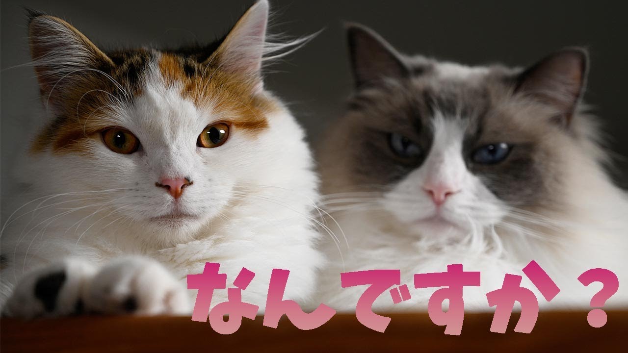 ラグドールとサイベリアンは一緒に寛ぐ仲良し姉妹。メインクーンはボール遊びで大はしゃぎです