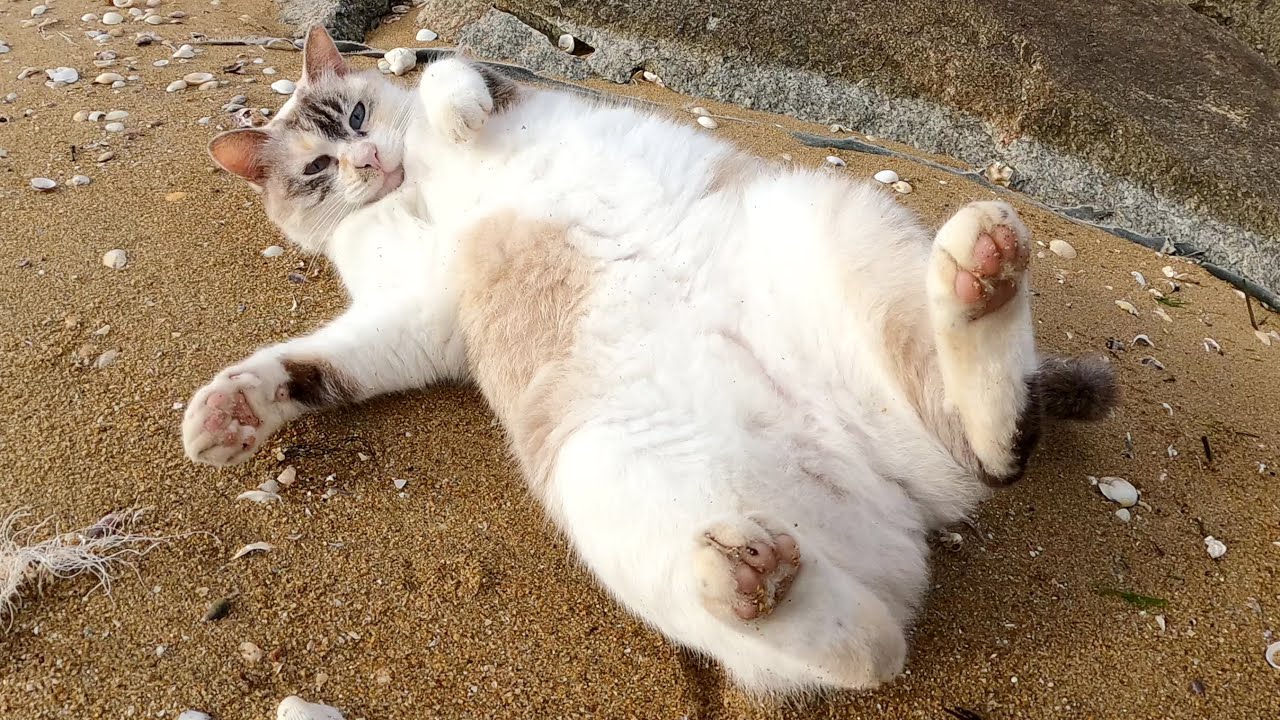 シャムミックス猫が砂浜でゴロンゴロンと転げ回って甘えてきた
