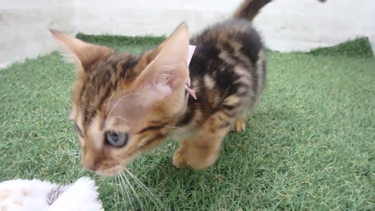 00610593 ベンガル