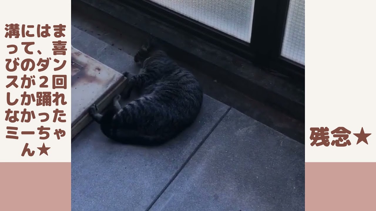 【日本猫のミーちゃん】溝にはまる姿も可愛い♡