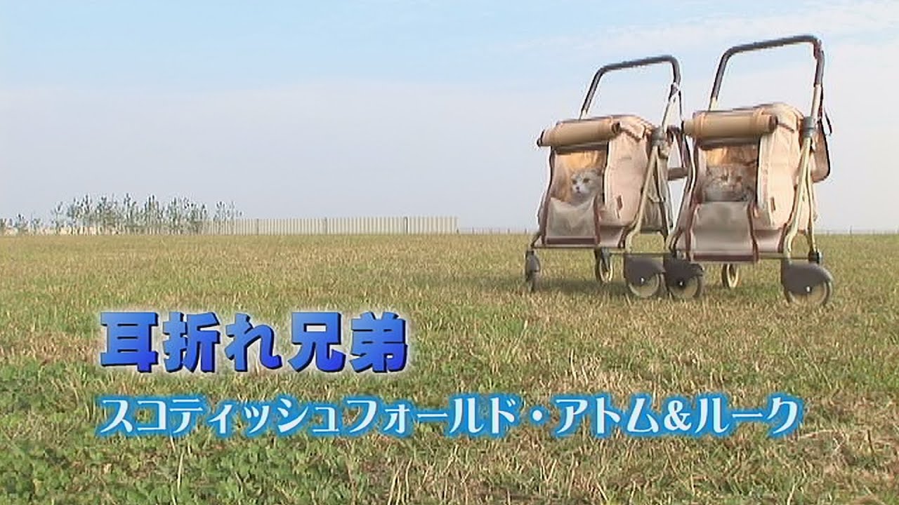 『耳折れ兄弟　スコティッシュフォールド・アトム＆ルーク』SPOT ver.