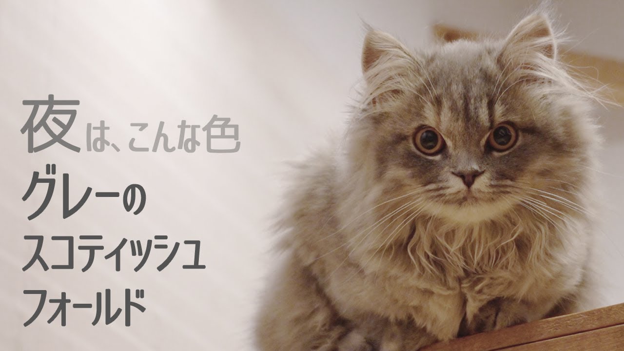【スコティッシュフォールド】グレー長毛の夜の色の見え方【ブルータビーの子猫】