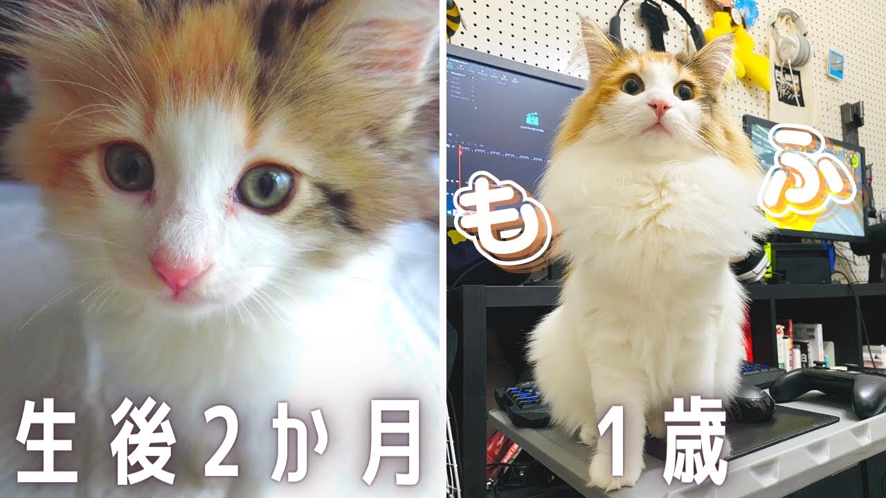 【美人すぎる…】ノルウェージャンフォレストキャットの子猫が1歳になるまで