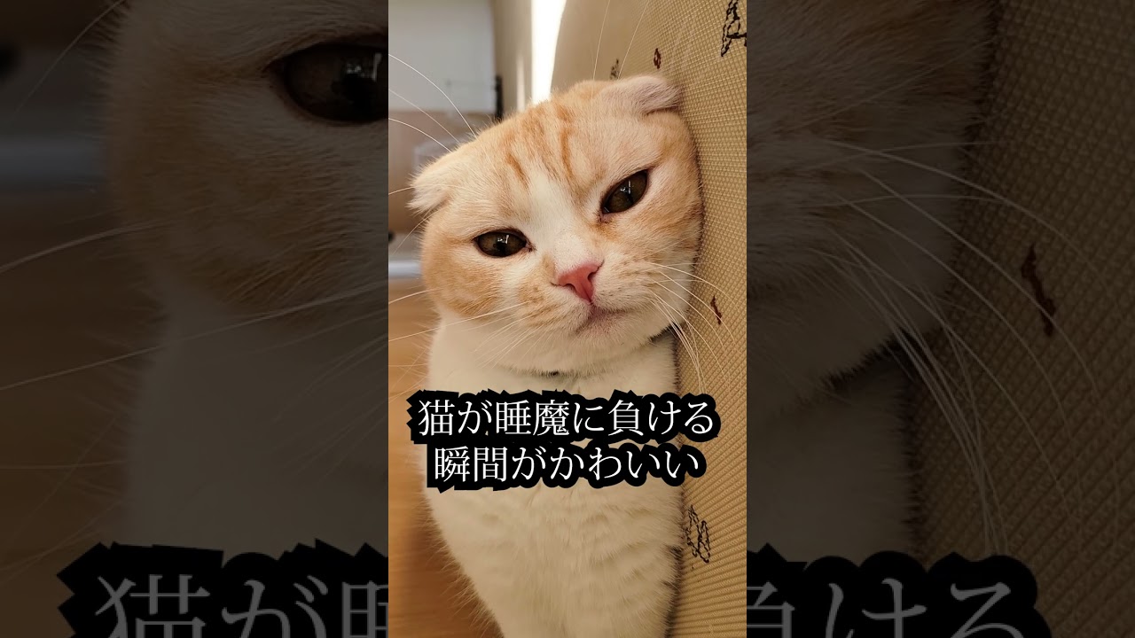 猫が睡魔に負ける瞬間がかわいすぎる...#shorts