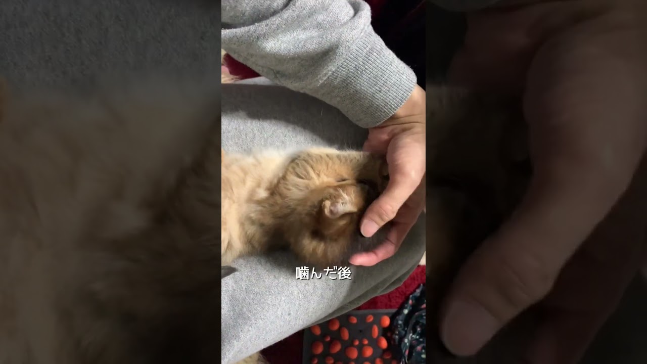 子猫は噛んだ後…