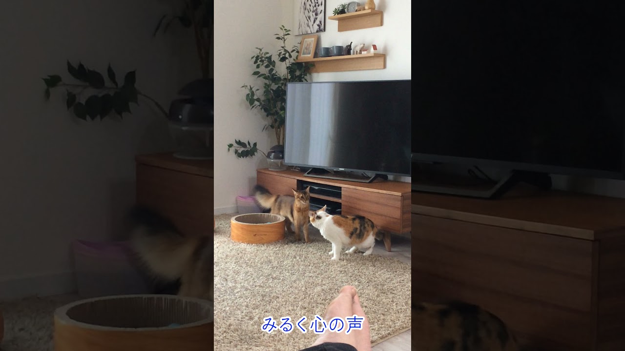 #26　三毛を襲うソマリ 2