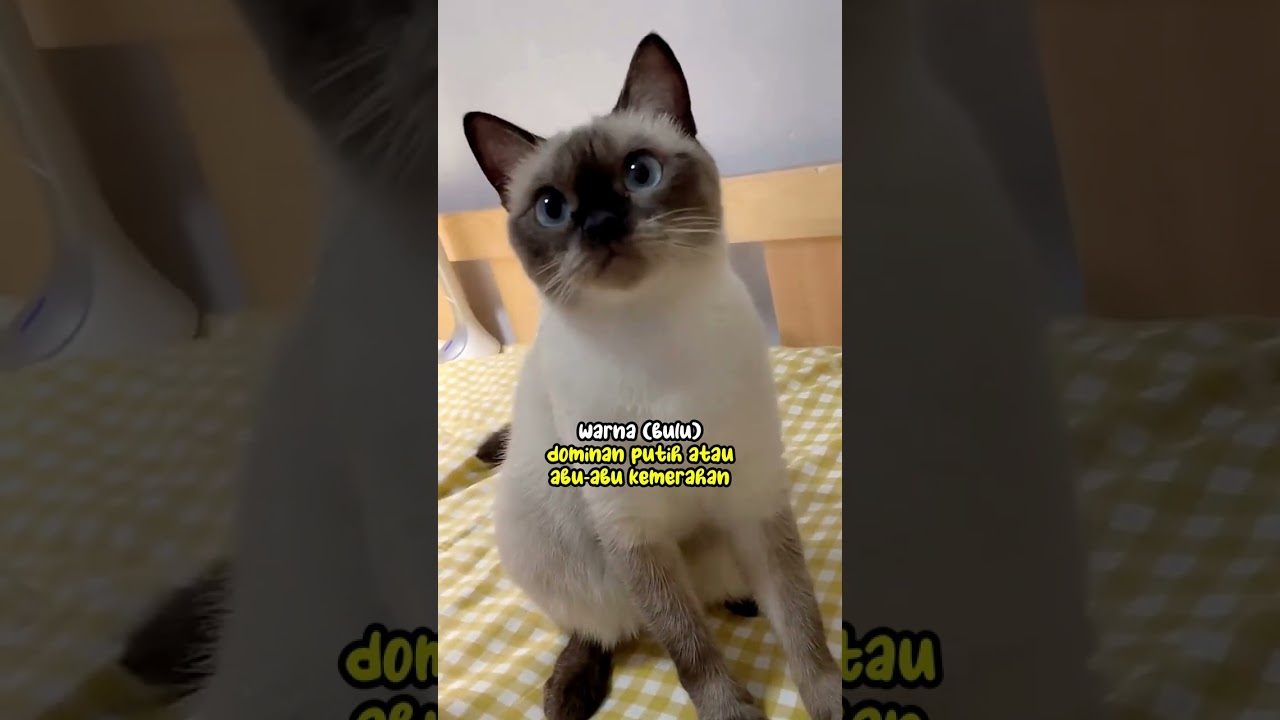 Kucing Siam