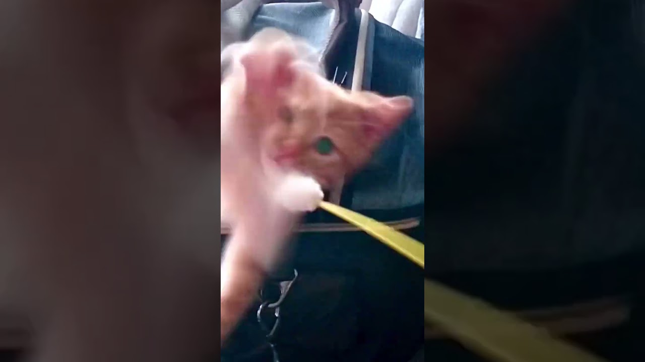 キャリーバックで隠れんぼ　#マンチカン #子猫　#shorts