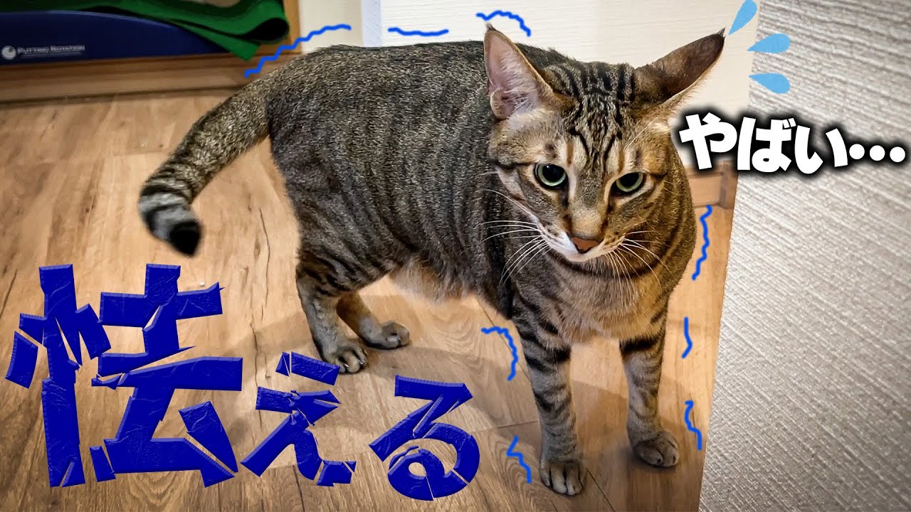 いきなり猫が何もないところを見つめて怯え出してしまいました…