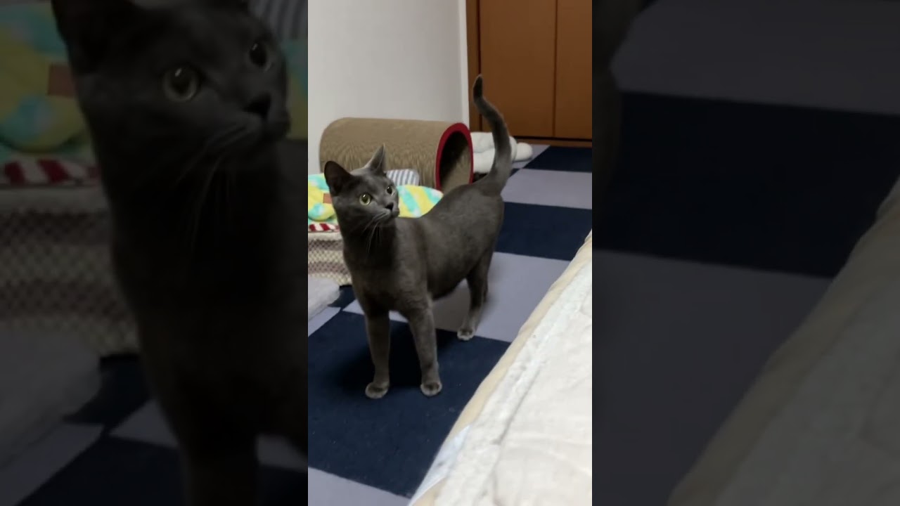 だれ〜だ #猫 #ブリティッシュショートヘア #保護猫 #shorts