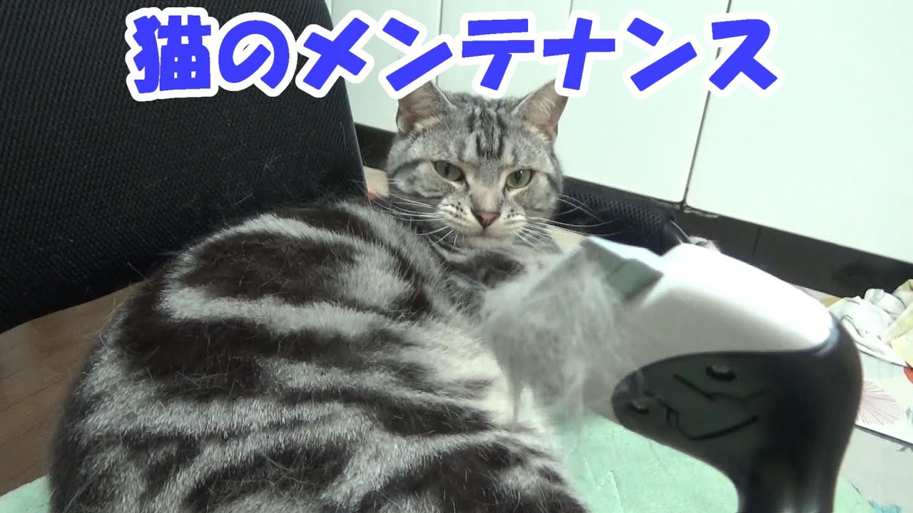 猫のメンテナンス　春の毛刈り（アメリカンショートヘア）