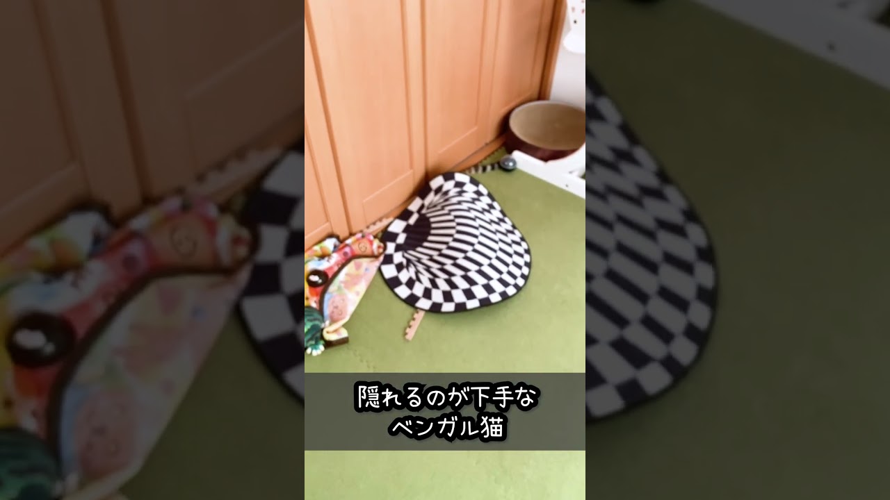 隠れる のが下手なベンガル猫 #shorts