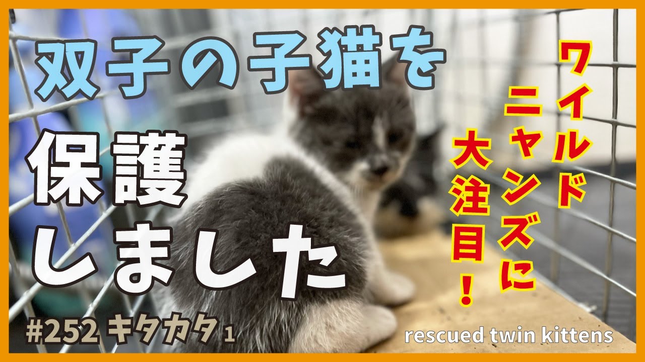 【プレ保護猫】威嚇しまくり双子の子猫を保護しました✨【キタカタ1】protected a kitten who was very intimidating 💦
