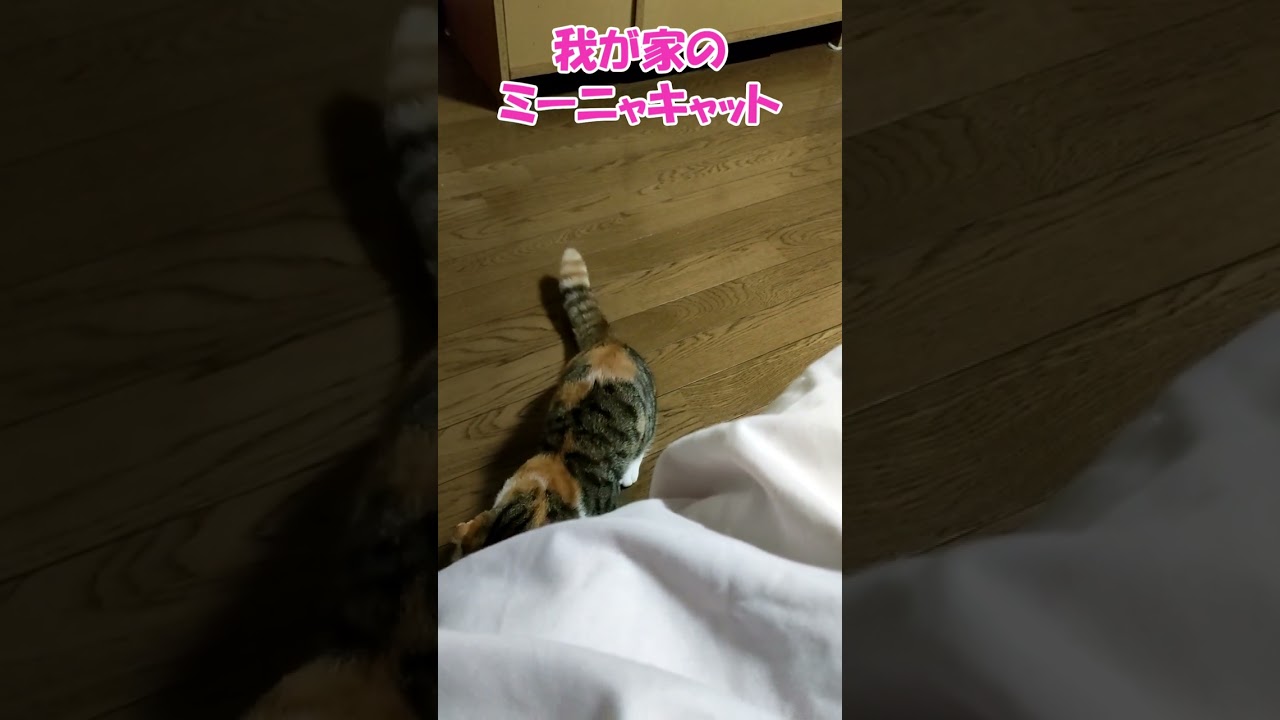 我が家のミーニャキャット　マンチカン「むぎ」　ねこずshorts107 #shorts #cat #猫 #ねこ